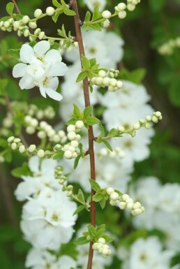 Exochorda macrantha 'The Bride' arbuste 40-60 cm