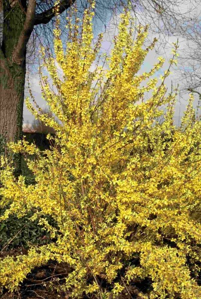 Forsythia intermedia 'Weekend' arbuste 60-80 cm