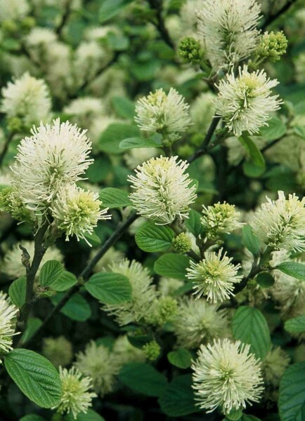 Fothergilla major arbuste 25-30 cm