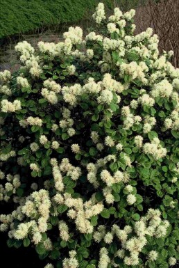 Fothergilla major arbuste 60-80 cm