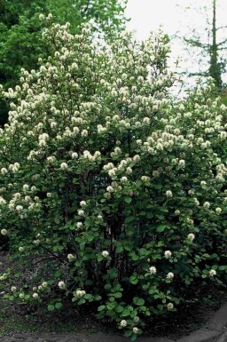 Fothergilla major arbuste 60-80 cm