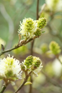 Fothergilla major arbuste 60-80 cm