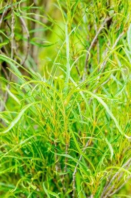 Aucune image disponible