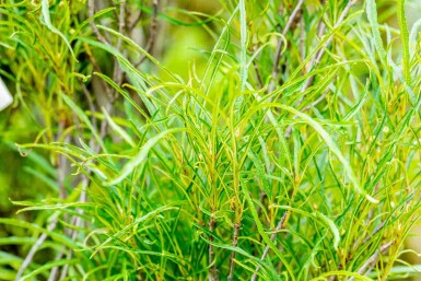 Frangula alnus 'Fine Line' arbuste 60-80 cm
