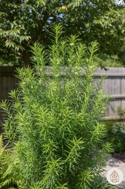 Frangula alnus 'Fine Line' arbuste 60-80 cm
