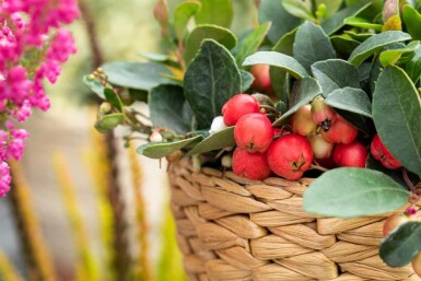 Gaultheria procumbens arbuste 15-20 cm