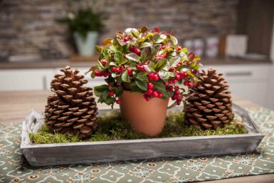 Gaultheria procumbens arbuste 15-20 cm