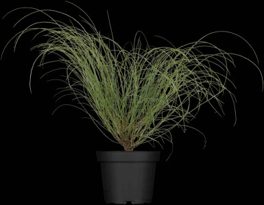 Genista lydia arbuste 20-30 cm