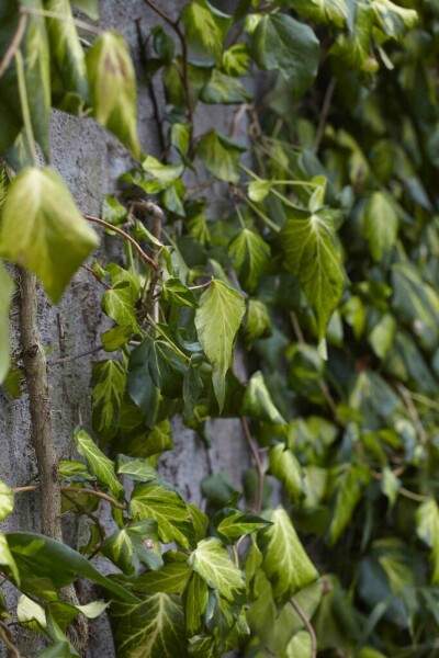 Hedera colchica 'Fall Favourite' arbuste 30-40 cm