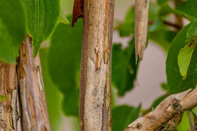 Heptacodium miconioides arbuste 125-150 cm