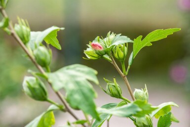 Hibiscus syriacus 'Hamabo' arbuste 60-80 cm