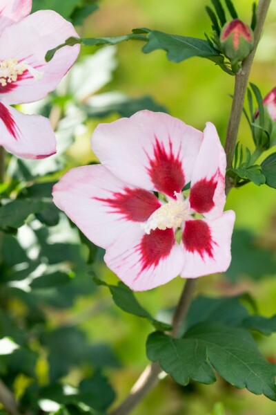 Hibiscus syriacus 'Hamabo' arbuste 80-100 cm