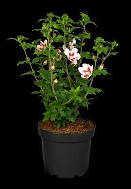 Hibiscus syriacus 'Hamabo' arbuste 80-100 cm