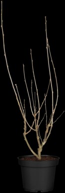 Hibiscus syriacus 'Hamabo' arbuste 80-100 cm