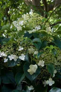 Hydrangea anomala subsp. petiolaris arbuste 50-70 cm
