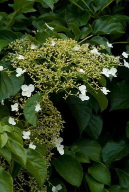 Hydrangea anomala subsp. petiolaris arbuste 50-70 cm