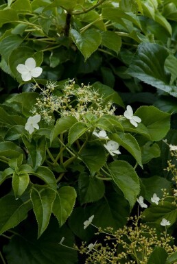 Hydrangea anomala subsp. petiolaris arbuste 80-100 cm