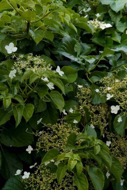 Hydrangea anomala subsp. petiolaris arbuste 100-125 cm