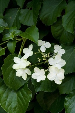 Hydrangea anomala subsp. petiolaris arbuste 100-125 cm