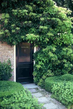 Hydrangea anomala subsp. petiolaris arbuste 100-125 cm