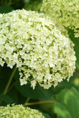 Hydrangea arborescens 'Annabelle' arbuste 50-60 cm