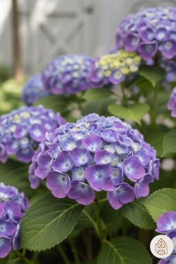 Hydrangea macrophylla 'Ayesha' arbuste 40-60 cm