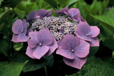 Hydrangea macrophylla 'Blaumeise' arbuste 80-100 cm