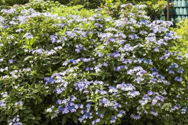 Hydrangea macrophylla 'Bodensee' arbuste 40-60 cm