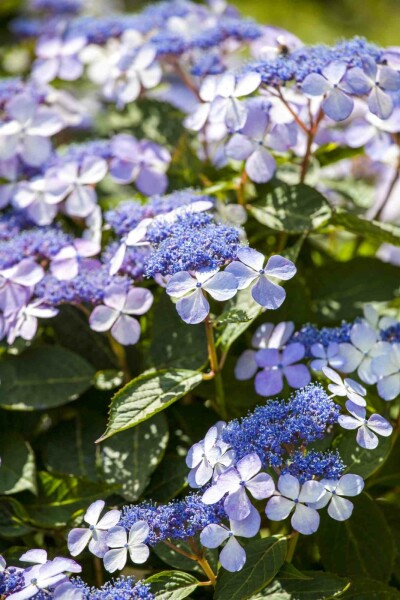 Hydrangea macrophylla 'Bodensee' arbuste 60-80 cm