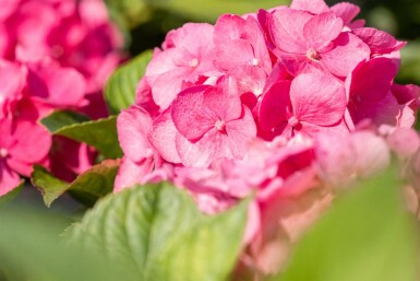 Hydrangea macrophylla 'Bouquet Rose' arbuste 40-60 cm