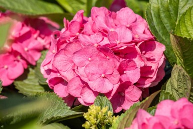 Hydrangea macrophylla 'Bouquet Rose' arbuste 80-100 cm