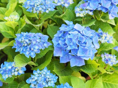 Hydrangea macrophylla 'Nikko Blue' arbuste 40-50 cm