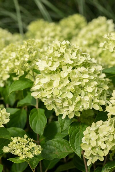 Hydrangea paniculata 'Limelight' arbuste 40-50 cm