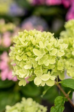 Hydrangea paniculata 'Limelight' arbuste 40-50 cm