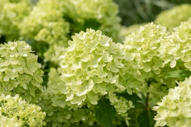 Hydrangea paniculata 'Limelight' arbuste 40-50 cm