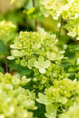 Hydrangea paniculata 'Limelight' arbuste 40-50 cm