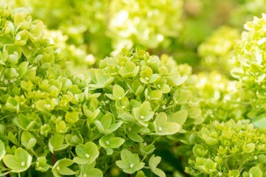 Hydrangea paniculata 'Limelight' arbuste 50-60 cm