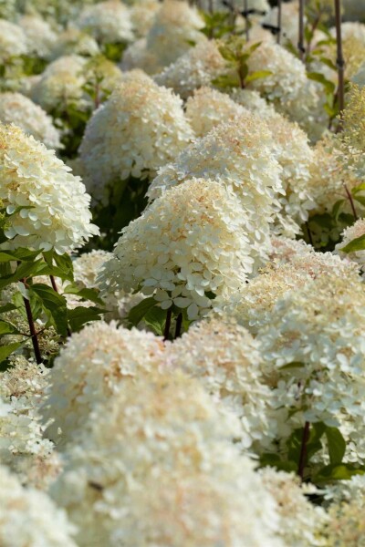 Hydrangea paniculata 'Phantom' arbuste 60-80 cm