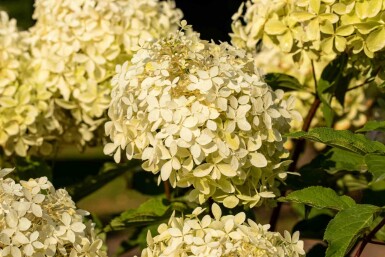 Hydrangea paniculata 'Phantom' arbuste 80-100 cm