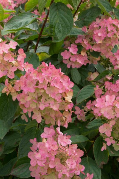 Hydrangea paniculata 'Pink Diamond' arbuste 40-60 cm