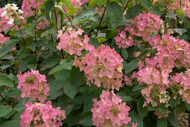 Hydrangea paniculata 'Pink Diamond' arbuste 40-60 cm