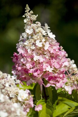 Hydrangea paniculata 'Pinky Winky' arbuste 30-40 cm