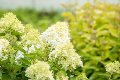 Hydrangea paniculata 'Skyfall' arbuste 40-50 cm