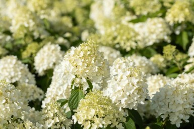 Hydrangea paniculata 'Skyfall' arbuste 60-80 cm