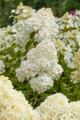 Hydrangea paniculata 'Vanille Fraise' arbuste 40-60 cm