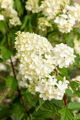 Hydrangea paniculata 'Vanille Fraise' arbuste 80-100 cm