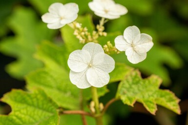 Hydrangea quercifolia 'Ruby Slippers' arbuste 30-40 cm
