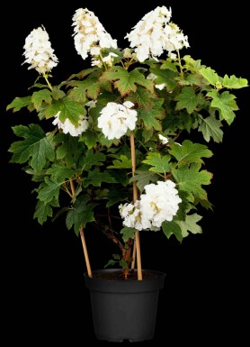 Hydrangea quercifolia 'Ruby Slippers' arbuste 30-40 cm