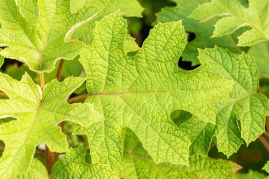 Hydrangea quercifolia 'Ruby Slippers' arbuste 40-60 cm