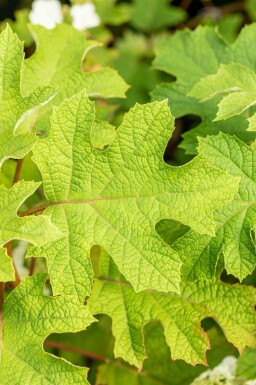 Hydrangea quercifolia 'Ruby Slippers' arbuste 60-80 cm